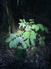 Pilidiostigma glabrum