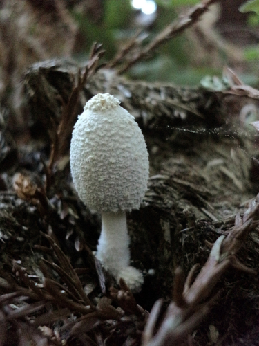 Snowy Inkcap