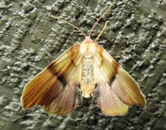 Plagodis phlogosaria