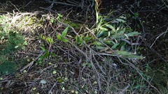 Acrostichum speciosum