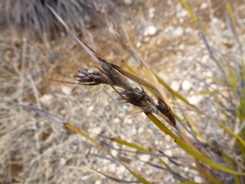 Lepidosperma congestum observed 2021-05-14