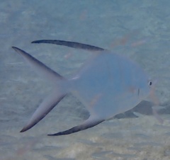 Trachinotus goodei