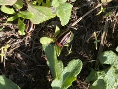 Calligrapha californica