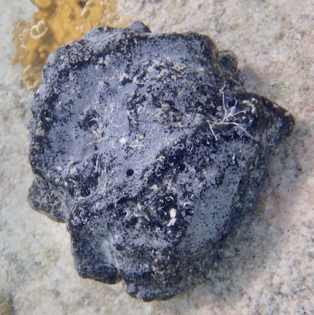 Key grass sponge