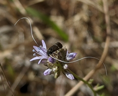Adela singulella