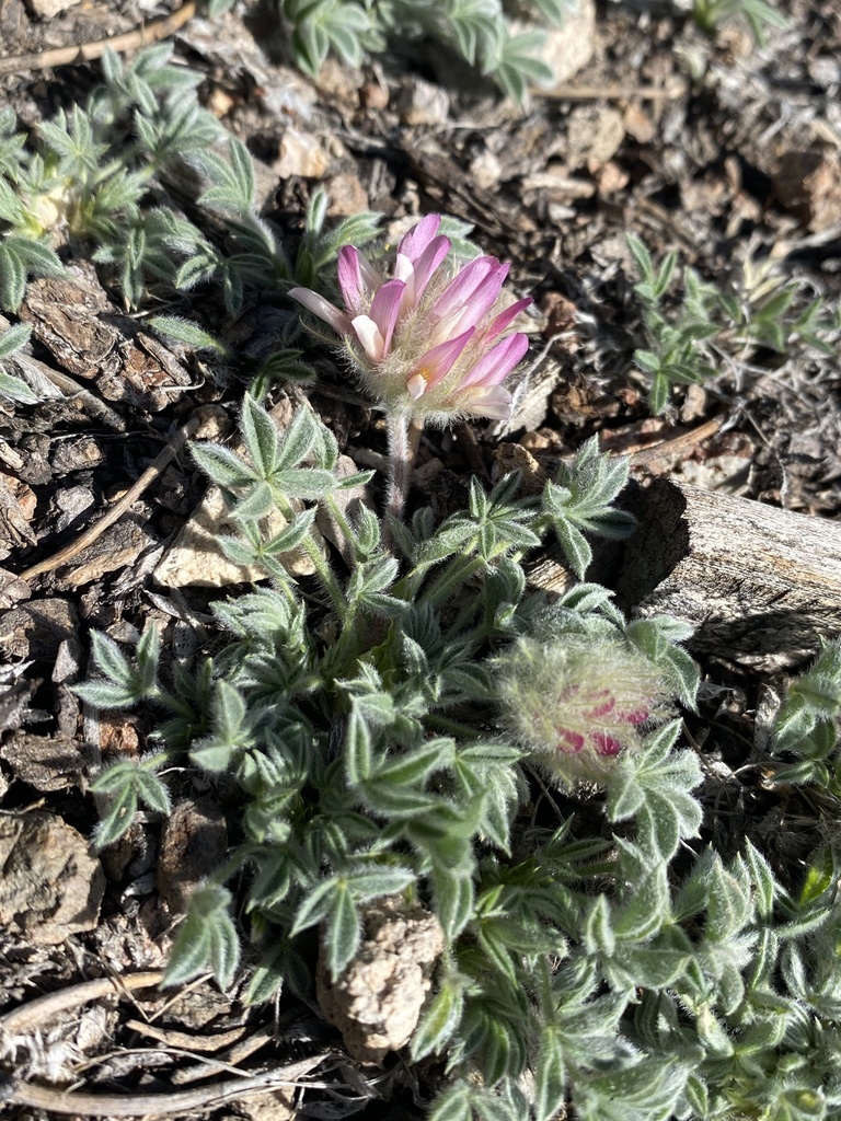 Beatley s five leaved clover from humboldt toiyabe national forest