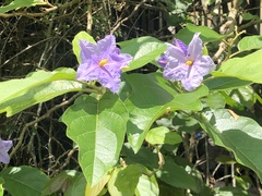 Solanum wrightii