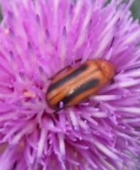 Nemognatha piazata