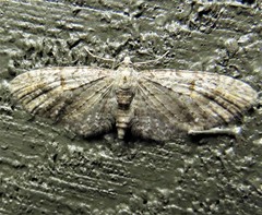 Eupithecia graefii
