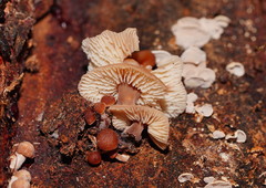 Lentinellus tasmanicus