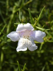 Eremophila polyclada