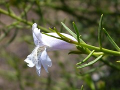 Eremophila polyclada