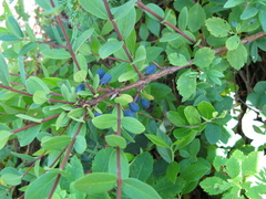 Lonicera villosa
