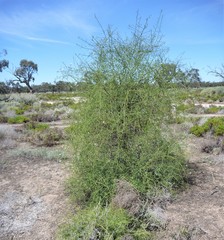 Eremophila polyclada
