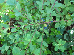 Lonicera villosa