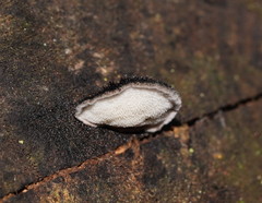 Postia pelliculosa
