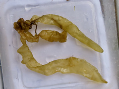 Dactylosiphon bullosus