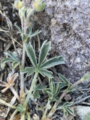 Potentilla johnstonii