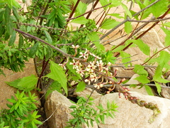 Mulguraea arequipensis