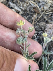 Potentilla johnstonii