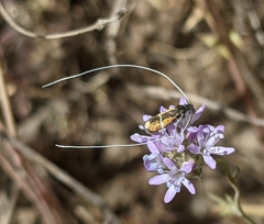 Adela singulella