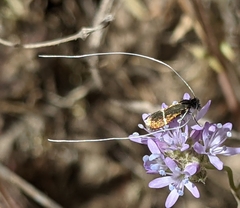 Adela singulella
