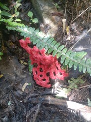 Clathrus crispatus