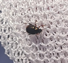 Hippuriphila modeeri