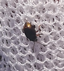 Hippuriphila modeeri