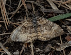 Epirrhoe plebeculata