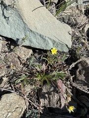 Potentilla johnstonii