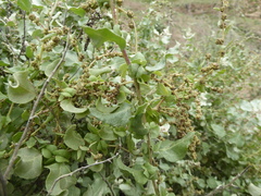Atriplex rotundifolia