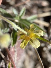 Potentilla johnstonii