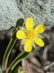 Potentilla johnstonii