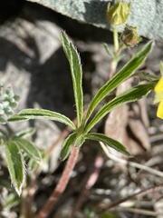 Potentilla johnstonii