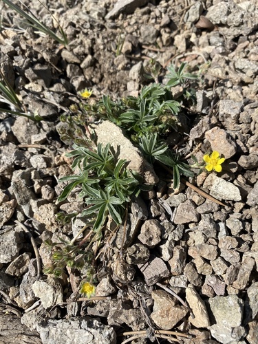 Sagebrush Cinquefoil (Potentilla johnstonii)