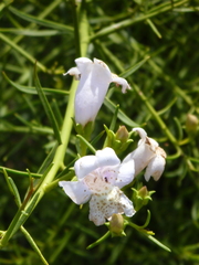 Eremophila polyclada