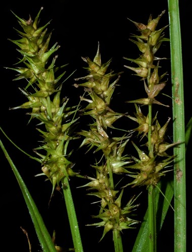 Carex laevivaginata (Kük.) Mack.