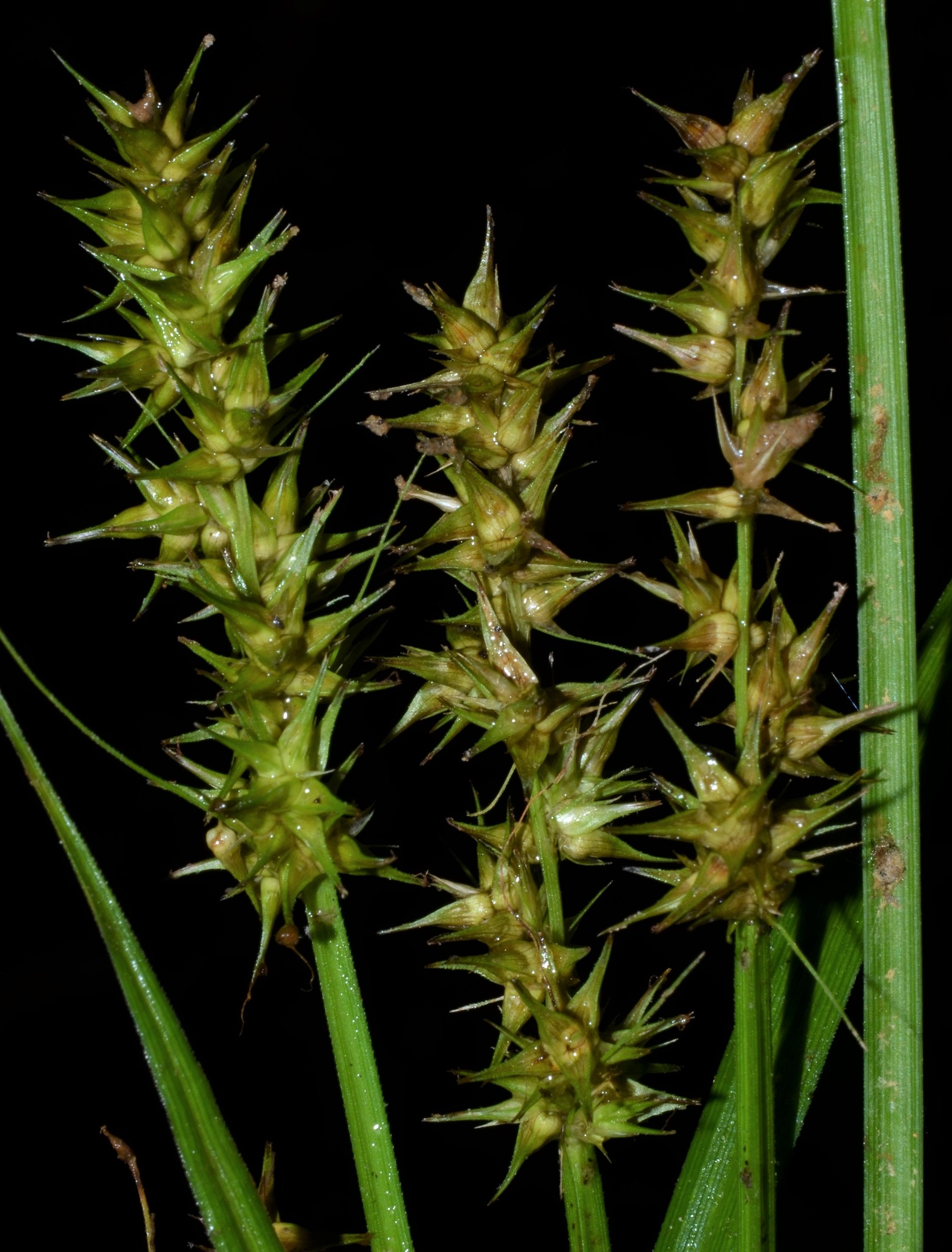 Carex laevivaginata