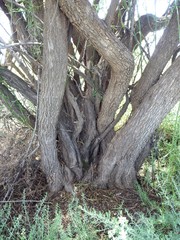Eremophila polyclada