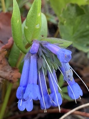 Mertensia longiflora