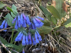 Mertensia longiflora
