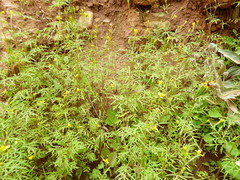 Bidens pseudocosmos
