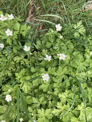 Anemonastrum flaccidum