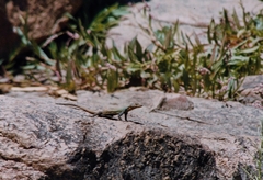 Platysaurus intermedius