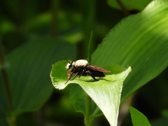 Laphria virginica