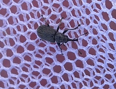 Doydirhynchus austriacus