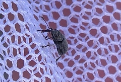Doydirhynchus austriacus