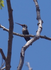 Cynanthus latirostris