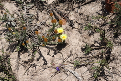 Helichrysum herbaceum